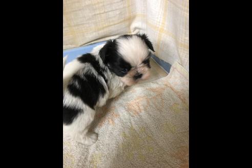 成約済の愛知県のシーズー-88449の4枚目