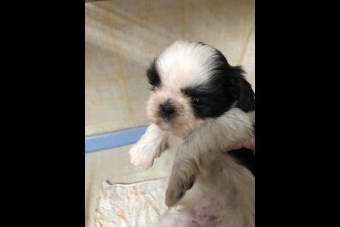 成約済の愛知県のシーズー-88449の1枚目