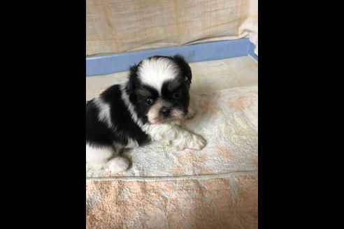 成約済の愛知県のシーズー-88450の1枚目