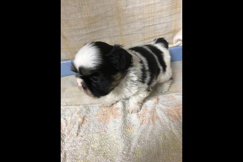 成約済の愛知県のシーズー-88450の3枚目