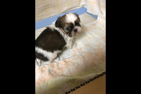 成約済の愛知県のシーズー-88451の1枚目