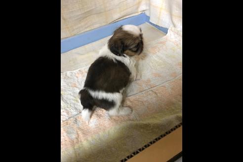 成約済の愛知県のシーズー-88451の5枚目