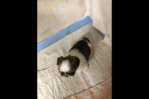 成約済の愛知県のシーズー-88451の2枚目
