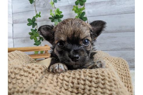 成約済の静岡県のチワワ(ロングコート)-87374の6枚目