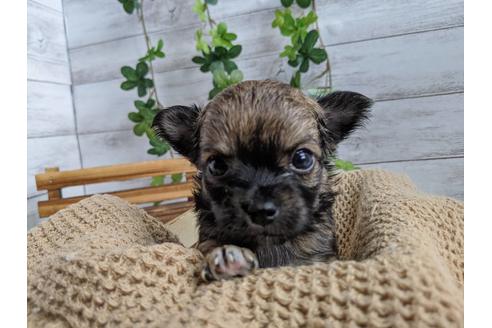 成約済の静岡県のチワワ(ロングコート)-87374の5枚目