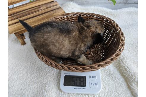 成約済の静岡県のチワワ(ロングコート)-87374の4枚目