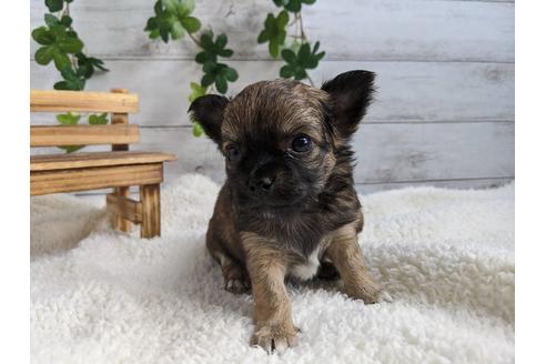 成約済の静岡県のチワワ(ロングコート)-87374の3枚目