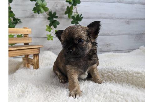 成約済の静岡県のチワワ(ロングコート)-87374の2枚目