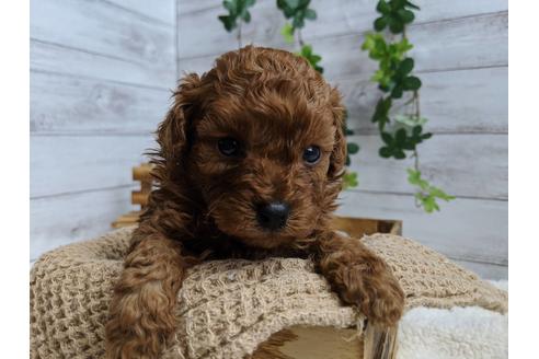 成約済の静岡県のトイプードル-87369の7枚目