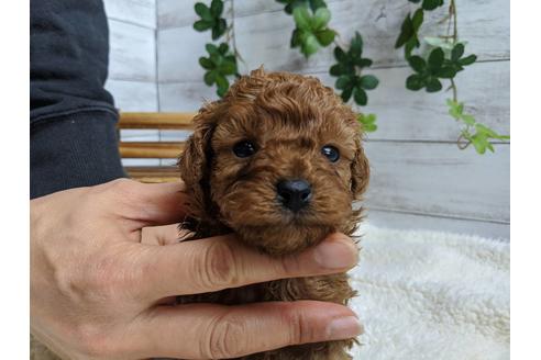 成約済の静岡県のトイプードル-87369の6枚目