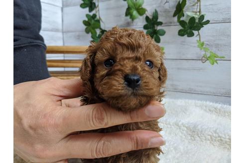 成約済の静岡県のトイプードル-87369の5枚目