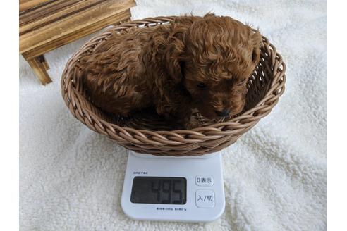 成約済の静岡県のトイプードル-87369の4枚目