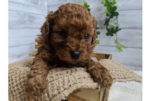 成約済の静岡県のトイプードル-87369の3枚目