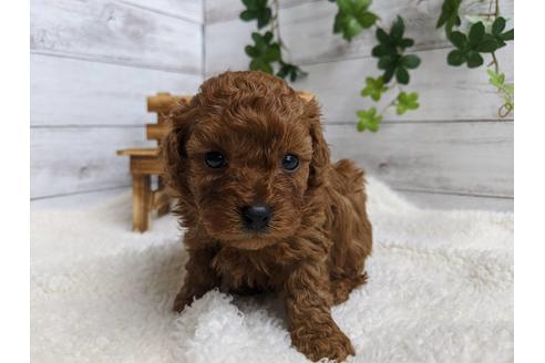 成約済の静岡県のトイプードル-87369の1枚目