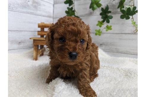 成約済の静岡県のトイプードル-87369の2枚目