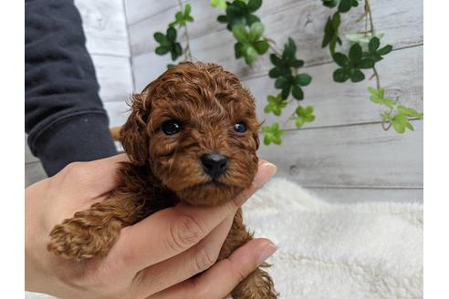 成約済の静岡県のトイプードル-87372の5枚目