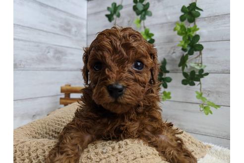 成約済の静岡県のトイプードル-87372の4枚目