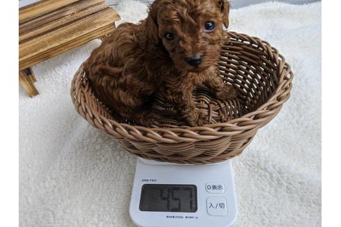 成約済の静岡県のトイプードル-87372の3枚目