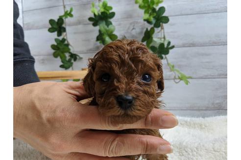 成約済の静岡県のトイプードル-87372の2枚目