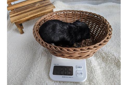 成約済の静岡県のチワワ(ロングコート)-87625の4枚目