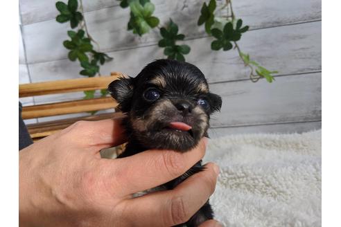 成約済の静岡県のチワワ(ロングコート)-87625の2枚目