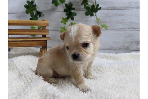 成約済の静岡県のチワワ(ロングコート)-87627の5枚目