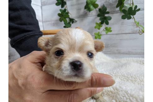 成約済の静岡県のチワワ(ロングコート)-87627の1枚目