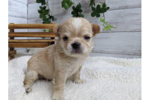 成約済の静岡県のチワワ(ロングコート)-87627の4枚目