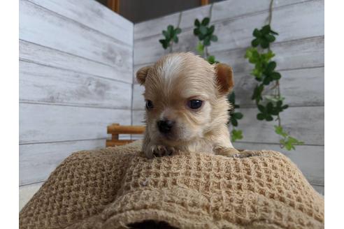 成約済の静岡県のチワワ(ロングコート)-87627の3枚目