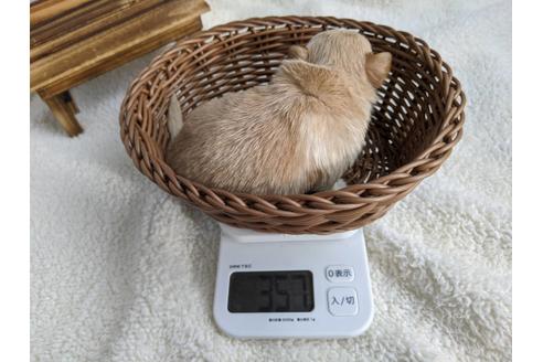 成約済の静岡県のチワワ(ロングコート)-87627の2枚目