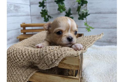 成約済の静岡県のチワワ(ロングコート)-87628の10枚目