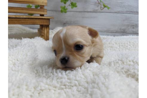 成約済の静岡県のチワワ(ロングコート)-87628の9枚目