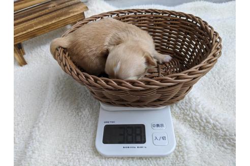 成約済の静岡県のチワワ(ロングコート)-87628の8枚目