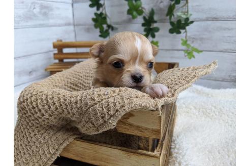 成約済の静岡県のチワワ(ロングコート)-87628の7枚目