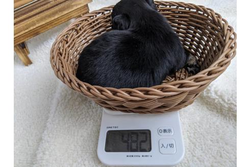 成約済の静岡県のチワワ(ロングコート)-87629の6枚目