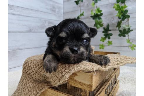 成約済の静岡県のチワワ(ロングコート)-87629の4枚目