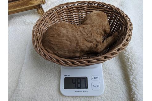 成約済の静岡県のトイプードル-88456の6枚目