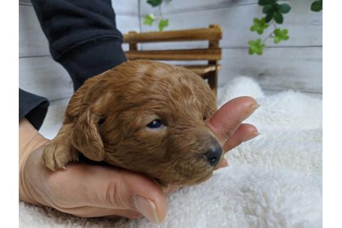 成約済の静岡県のトイプードル-88456の5枚目