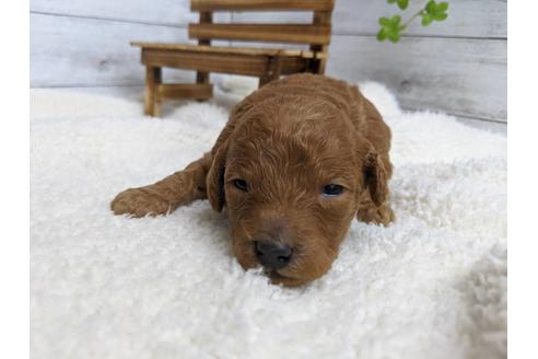 成約済の静岡県のトイプードル-88456の4枚目