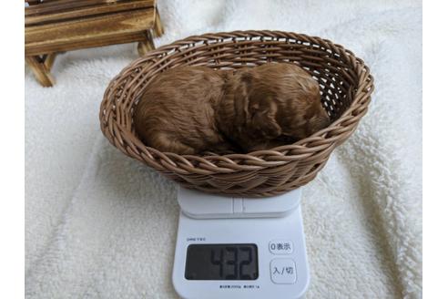 成約済の静岡県のトイプードル-88457の3枚目