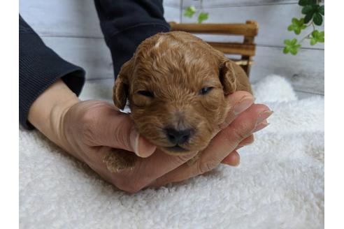 成約済の静岡県のトイプードル-88457の1枚目