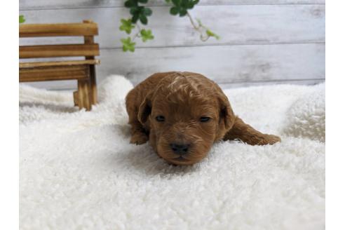 成約済の静岡県のトイプードル-88457の2枚目