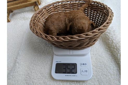 成約済の静岡県のトイプードル-88458の6枚目