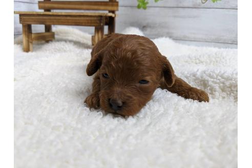 成約済の静岡県のトイプードル-88458の5枚目