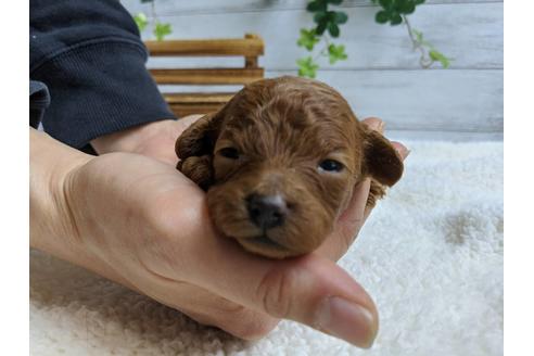 成約済の静岡県のトイプードル-88458の4枚目