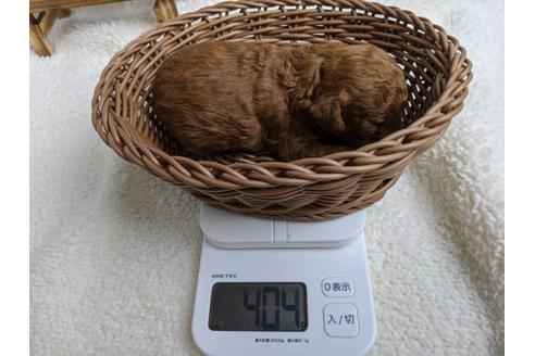 成約済の静岡県のトイプードル-88459の6枚目