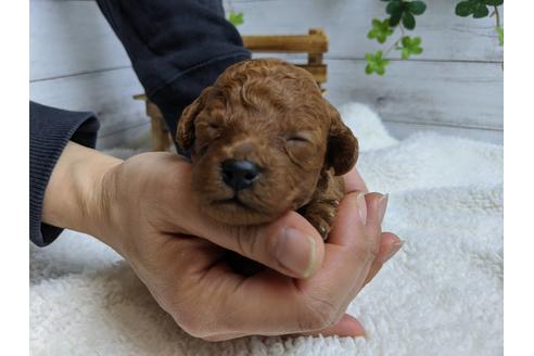 成約済の静岡県のトイプードル-88459の5枚目