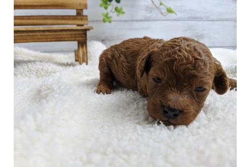 成約済の静岡県のトイプードル-88459の4枚目