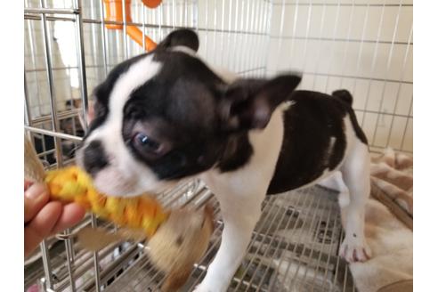 成約済の愛知県のフレンチブルドッグ-88480の8枚目