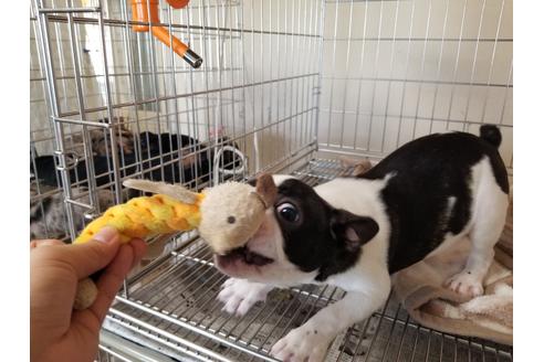 成約済の愛知県のフレンチブルドッグ-88480の7枚目